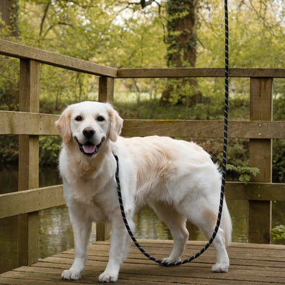 Witte hond met zwarte riem staat op houten steiger bij water en groene bomen op achtergrond