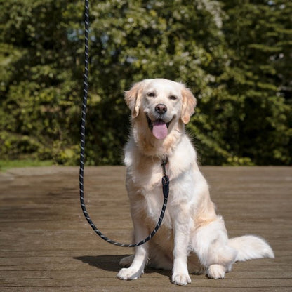 Een witte hond zit op een houten terras met een zwart-witte riem in een zonnige tuin.