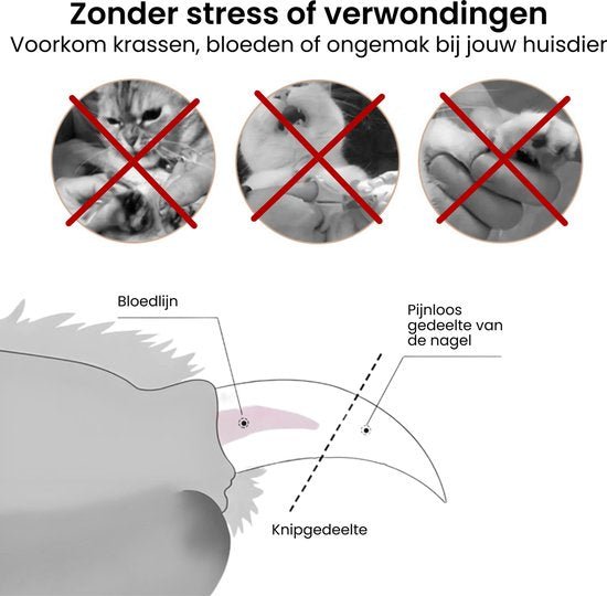 Illustratie van veilige nagelverzorging bij huisdieren zonder bloedingen of pijnlijke delen aanraken