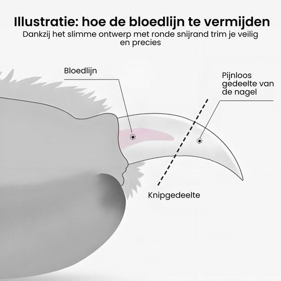 Diagram van een nagel met bloedlijn en pijnloos knipgedeelte voor veilige verzorging